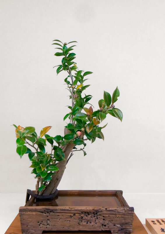 日本生花司 松月堂古流 東三支部 春のいけばな展