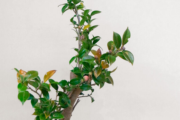 日本生花司 松月堂古流 東三支部 春のいけばな展